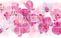Орхидея розея